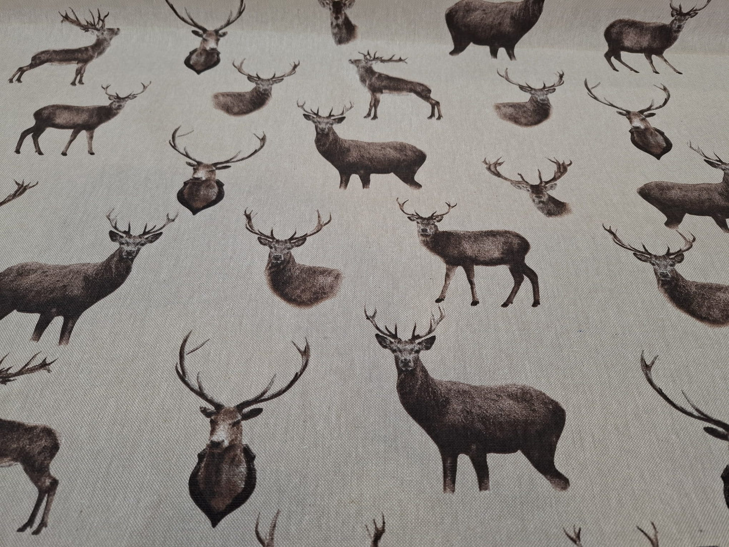 Stags Canvas